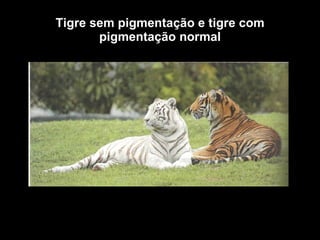 Tigre sem pigmentação e tigre com pigmentação normal 