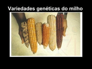 Variedades genéticas do milho  