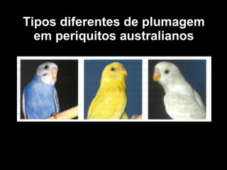 Tipos diferentes de plumagem em periquitos australianos 