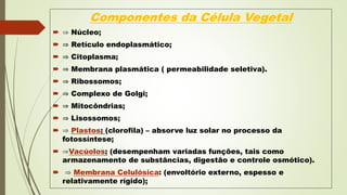 Componentes da Célula Vegetal
 ⇒ Núcleo;
 ⇒ Retículo endoplasmático;
 ⇒ Citoplasma;
 ⇒ Membrana plasmática ( permeabilidade seletiva).
 ⇒ Ribossomos;
 ⇒ Complexo de Golgi;
 ⇒ Mitocôndrias;
 ⇒ Lisossomos;
 ⇒ Plastos: (clorofila) – absorve luz solar no processo da
fotossíntese;
 ⇒Vacúolos: (desempenham variadas funções, tais como
armazenamento de substâncias, digestão e controle osmótico).
 ⇒ Membrana Celulósica: (envoltório externo, espesso e
relativamente rígido);
 