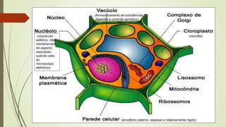 (Armazenamento de substâncias,
digestão e controle osmótico)
(clorofila)
(envoltório externo, espesso e relativamente rígido)
corpúsculo
esférico, não
membranoso,
de aspecto
esponjoso
quando visto
ao
microscópio
eletrônico
 