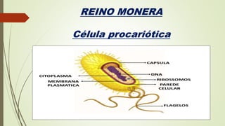 REINO MONERA
Célula procariótica
 