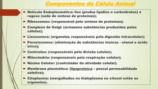 Componentes da Célula Animal
 Retículo Endoplasmático: liso (produz lipídios e carboidratos) e
rugoso (sede de síntese de proteínas);
 Ribossomos: (responsável pela síntese de proteínas);
 Complexo de Golgi: (armazena substâncias produzidas pelas
células);
 Lisossomos: (organelas responsáveis pela digestão intracelular);
 Peroxissomos: (eliminação de substâncias tóxicas - etanol e ácido
úrico);
 Centríolos: (responsáveis pela divisão celular);
 Mitocôndria: (responsáveis pela respiração celular);
 Núcleo Celular: (controlador da atividade celular).
 Membrana plasmática: (lipoproteíca – possui permeabilidade
seletiva);
 Citoplasma: (mergulhados no hialoplasma ou citosol estão as
organelas).
 
