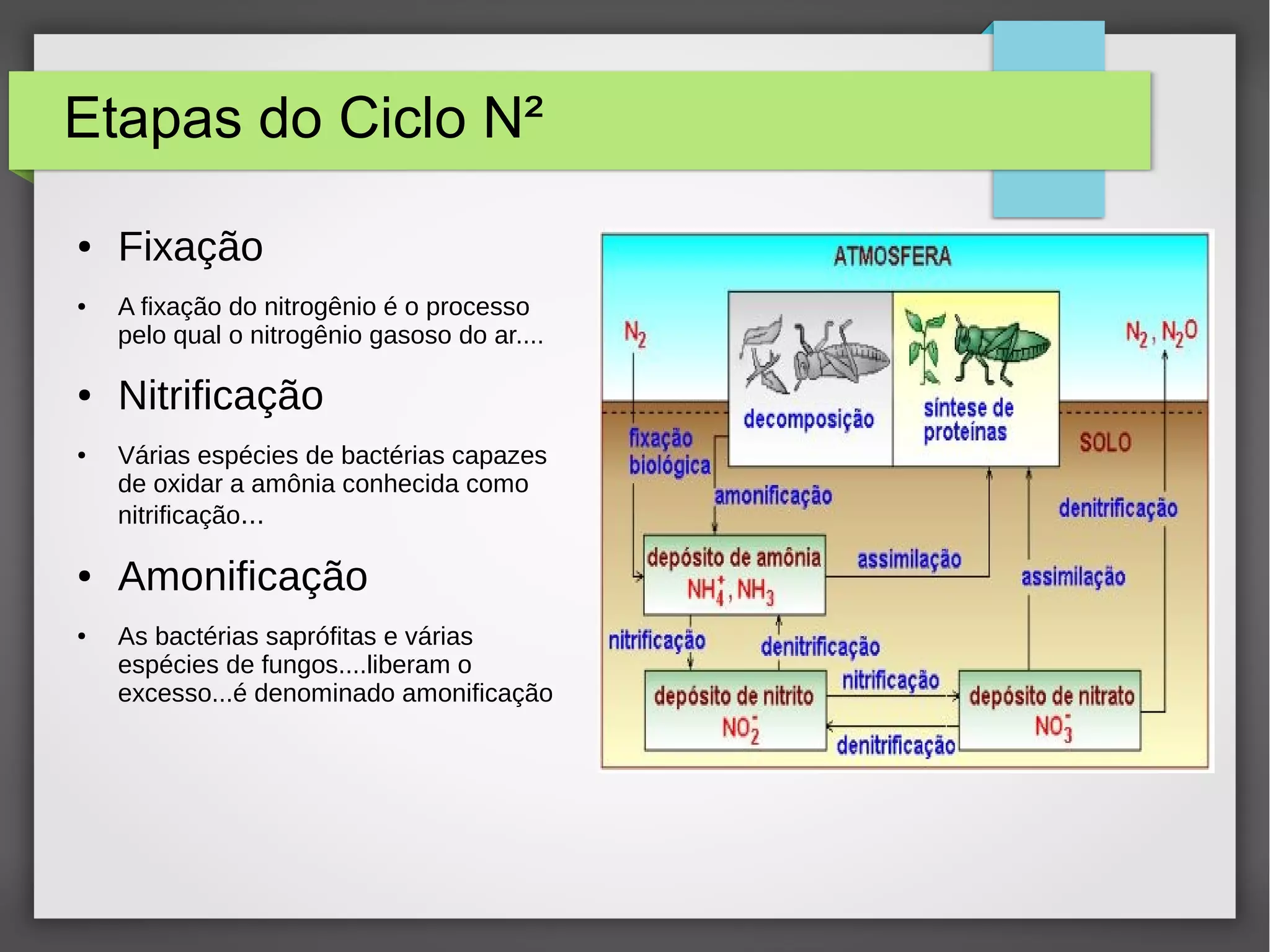 Biologia nitrogénio Ciclos do nitrogenio | ODP