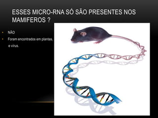 ESSES MICRO-RNA SÓ SÃO PRESENTES NOS
MAMIFEROS ?
• NÃO
• Foram encontrados em plantas,
e vírus.
 
