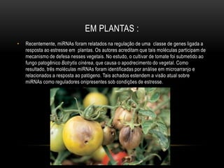 EM PLANTAS :
• Recentemente, miRNAs foram relatados na regulação de uma classe de genes ligada a
resposta ao estresse em plantas. Os autores acreditam que tais moléculas participam de
mecanismo de defesa nesses vegetais. No estudo, o cultivar de tomate foi submetido ao
fungo patogênico Botrytis cinérea, que causa o apodrecimento do vegetal. Como
resultado, três moléculas miRNAs foram identificadas por análise em microarranjo e
relacionados a resposta ao patógeno. Tais achados estendem a visão atual sobre
miRNAs como reguladores onipresentes sob condições de estresse.
 
