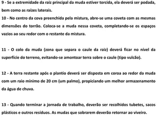 9 - Se a extremidade da raiz principal da muda estiver torcida, ela deverá ser podada,
bem como as raízes laterais.
10 - No centro da cova preenchida pela mistura, abre-se uma coveta com as mesmas
dimensões do torrão. Coloca-se a muda nessa coveta, completando-se os espaços
vazios ao seu redor com o restante da mistura.
11 - O colo da muda (zona que separa o caule da raiz) deverá ficar no nível da
superfície do terreno, evitando-se amontoar terra sobre o caule (tipo vulcão).
12 - A terra restante após o plantio deverá ser disposta em coroa ao redor da muda
com um raio mínimo de 20 cm (um palmo), propiciando um melhor armazenamento
da água de chuva.
13 - Quando terminar a jornada de trabalho, deverão ser recolhidos tubetes, sacos
plásticos e outros resíduos. As mudas que sobrarem deverão retornar ao viveiro.
 