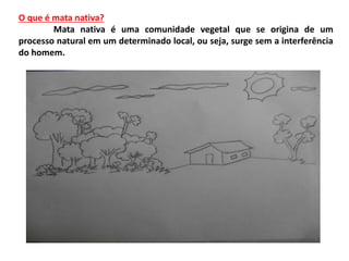 O que é mata nativa?
Mata nativa é uma comunidade vegetal que se origina de um
processo natural em um determinado local, ou seja, surge sem a interferência
do homem.
 