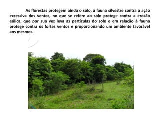 As florestas protegem ainda o solo, a fauna silvestre contra a ação
excessiva dos ventos, no que se refere ao solo protege contra a erosão
eólica, que por sua vez leva as partículas do solo e em relação à fauna
protege contra os fortes ventos e proporcionando um ambiente favorável
aos mesmos.
 