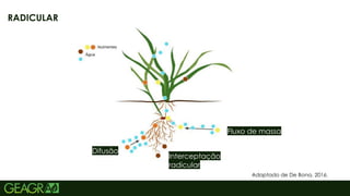 10
RADICULAR
Adaptado de De Bona, 2016.
Fluxo de massa
Interceptação
radicular
Difusão
 
