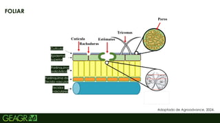 11
FOLIAR
Adaptado de Agroadvance, 2024.
Cutícula
Epiderme
superior
Parênquima
paliçádico
Parênquima do
Tecido vascular
Tecidos
vasculares
 