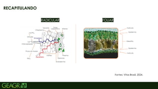 12
RECAPITULANDO
RADICULAR FOLIAR
Fontes: Vitas Brasil, 2024.
 