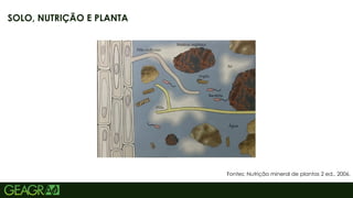 13
SOLO, NUTRIÇÃO E PLANTA
Fontes: Nutrição mineral de plantas 2 ed., 2006.
 