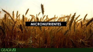 14
MICRONUTRIENTES
 