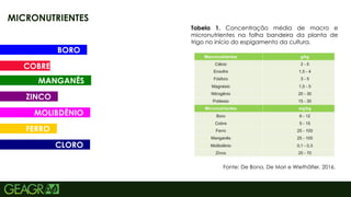 15
MICRONUTRIENTES
Fonte: De Bona, De Mori e Wiethölter, 2016.
Tabela 1. Concentração média de macro e
micronutrientes na folha bandeira da planta de
trigo no início do espigamento da cultura.
BORO
COBRE
MANGANÊS
ZINCO
FERRO
MOLIBDÊNIO
CLORO
 