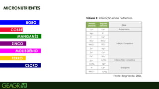 16
MICRONUTRIENTES
Fonte: Blog Verde, 2024.
Tabela 2. Interação entre nutrientes.
BORO
COBRE
MANGANÊS
ZINCO
FERRO
MOLIBDÊNIO
CLORO
 