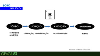 17
BORO
Elaborado por Brenda Larissa, 2020.
SÓLIDO SOLUÇÃO ABSORÇÃO TRANSPORTE
B-matéria
orgânica
Liberação/ mineralização Fluxo de massa H3BO3
NO SOLO
 