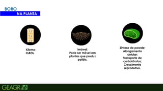 18
BORO
NA PLANTA
Xilema
H3BO3.
Imóvel;
Pode ser móvel em
plantas que produz
polióis.
Síntese de parede;
Alongamento
celular;
Transporte de
carboidratos;
Crescimento
reprodutivo.
 