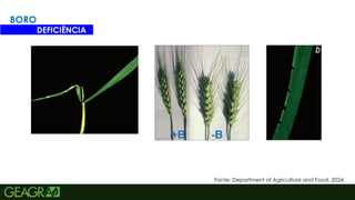 20
BORO
DEFICIÊNCIA
Fonte: Department of Agriculture and Food, 2024.
 