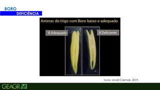 21
BORO
DEFICIÊNCIA
Fonte: Ismail Cakmak, 2019.
 