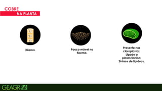 25
COBRE
NA PLANTA
Xilema. Pouco móvel no
floema.
Presente nos
cloroplastos;
Ligado a
plastocianina;
Síntese de lipídeos.
 