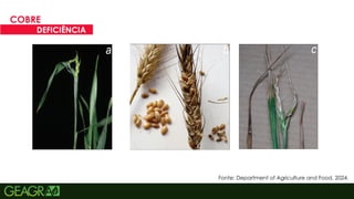 28
COBRE
DEFICIÊNCIA
Fonte: Department of Agriculture and Food, 2024.
 