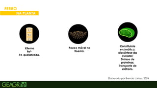 30
FERRO
NA PLANTA
Elaborado por Brenda Larissa, 2024.
Xilema
Fe²+
Fe-quelatizado.
Pouco móvel no
floema.
Constituinte
enzimático;
Biossíntese da
clorofila;
Síntese de
proteínas;
Transporte de
elétrons.
 