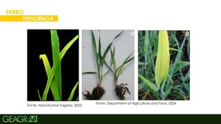 32
FERRO
DEFICIÊNCIA
Fonte: Nand Kumar Fageria, 2023.
Fonte: Department of Agriculture and Food, 2024.
 