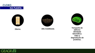 34
CLORO
NA PLANTA
Xilema. Alta mobilidade.
Transporte de
elétrons;
Atividade
Estomática;
Inibe a
degradação de
proteínas.
 