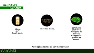 37
MANGANÊS
NA PLANTA
Xilema
Mn²+
Íon divalente.
Imóvel no floema.
Constituinte
enzimático;
Transporte de
elétrons;
Composição
química de
enzimas.
Adubação: Próximo ao sistema radicular!
 
