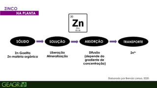 40
Elaborado por Brenda Larissa, 2020.
SÓLIDO SOLUÇÃO ABSORÇÃO TRANSPORTE
Zn-Goelita
Zn-matéria orgânica
Liberação
Mineralização
Difusão
(depende do
gradiente de
concentração)
Zn²+
ZINCO
NA PLANTA
 
