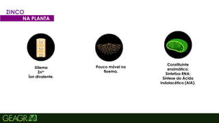 41
ZINCO
NA PLANTA
Xilema
Zn²+
Íon divalente.
Pouco móvel no
floema.
Constituinte
enzimático;
Sintetiza RNA;
Síntese do Ácido
indolacético (AIA).
 