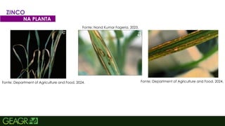 43
ZINCO
NA PLANTA
Fonte: Nand Kumar Fageria, 2023.
Fonte: Department of Agriculture and Food, 2024.
Fonte: Department of Agriculture and Food, 2024.
 