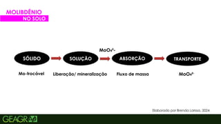 46
Elaborado por Brenda Larissa, 2024.
SÓLIDO SOLUÇÃO ABSORÇÃO TRANSPORTE
Mo-trocável Liberação/ mineralização Fluxo de massa
MoO4²-
MOLIBDÊNIO
NO SOLO
MoO4²-
 