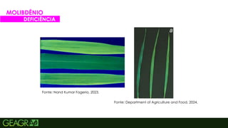 49
MOLIBDÊNIO
DEFICIÊNCIA
Fonte: Nand Kumar Fageria, 2023.
Fonte: Department of Agriculture and Food, 2024.
 