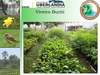 Viveiro Buriti
 