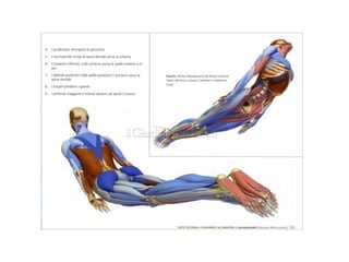 Muscle Position Anatomy and Function of Human Muscles: Types, Roles, and Posture Impact ...
