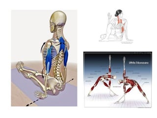 Muscle Function Posture Anatomy and Function of Human Muscles: Types, Roles, and Posture Impact ...