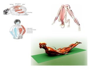Muscle Position Anatomy and Function of Human Muscles: Types, Roles, and Posture Impact ...