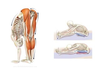 Muscle Function Posture Anatomy and Function of Human Muscles: Types, Roles, and Posture Impact ...