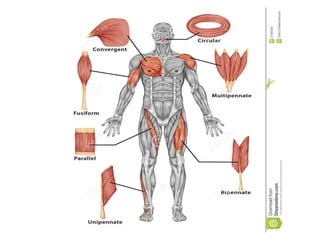Muscle Function Posture Anatomy and Function of Human Muscles: Types, Roles, and Posture Impact ...