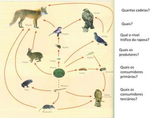 Quantas cadeias?Quais?Qual o nível trófico da raposa?Quais os produtores?Quais os consumidores primários?Quais os consumidores terciários?