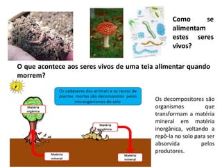 Como se alimentam estes seres vivos?O que acontece aos seres vivos de uma teia alimentar quando morrem?Os decompositores são organismos que transformam a matéria mineral em matéria inorgânica, voltando a repô-la no solo para ser absorvida pelos produtores.