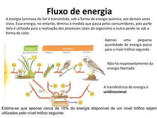 Fluxo de energiaA energia luminosa do Sol é transmitida, sob a forma de energia química, aos demais seres vivos. Essa energia, no entanto, diminui à medida que passa pelos consumidores, pois parte dela é utilizada para a realização dos processos vitais do organismo e outra perde-se sob a forma de calor. Apenas uma pequena quantidade de energia passa para o nível trófico seguinte. Não há reaproveitamento da energia libertada A transferência de energia é unidireccionalEstima-se que apenas cerca de 10% da energia disponível de um nível trófico sejam utilizados pelo nível trófico seguinte. 
