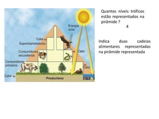 Quantos níveis tróficos estão representados na pirâmide ?4Indica duas cadeias alimentares representadas na pirâmide representada