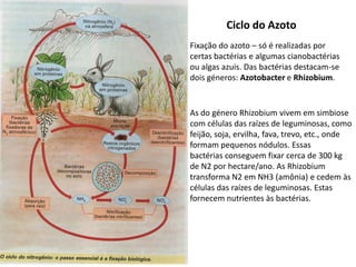 Ciclo do AzotoFixação do azoto – só é realizadas por certas bactérias e algumas cianobactérias ou algas azuis. Das bactérias destacam-se dois géneros: AzotobactereRhizobium.As do género Rhizobium vivem em simbiosecom células das raízes de leguminosas, como feijão, soja, ervilha, fava, trevo, etc., onde formam pequenos nódulos. Essasbactérias conseguem fixar cerca de 300 kg de N2 por hectare/ano. As Rhizobium transforma N2 em NH3 (amônia) e cedem às células das raízes de leguminosas. Estas fornecem nutrientes às bactérias.