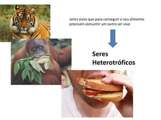 seres vivos que para conseguir o seu alimento precisam consumir um outro ser vivoSeres Heterotróficos