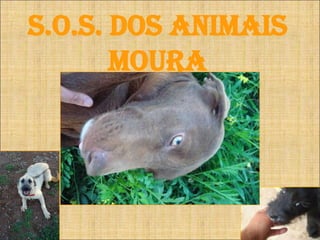 S.O.S. dos ANIMAIS MOURA 