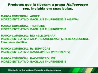 Produtos que já tiveram a praga Helicoverpa 
spp. incluída em suas bulas. 
MARCA COMERCIAL: AGREE 
INGREDIENTE ATIVO: BACILLUS THURINGIENSIS AIZAWAI 
MARCA COMERCIAL: THURICIDE 
INGREDIENTE ATIVO: BACILLUS THURINGIENSIS 
MARCA COMERCIAL: BIO HELICOVERPA 
INGREDIENTE ATIVO: (Z)-11-HEXADECENAL; (Z)-9-HEXADECENAL - 
Feromônio sintético 
MARCA COMERCIAL: Hz-SNPV CCAB 
INGREDIENTE ATIVO: BACULOVÍRUS (VPN-HzSNPV) 
MARCA COMERCIAL: BAC-CONTROL WP 
INGREDIENTE ATIVO: BACILLUS THURINGIENSIS 
 