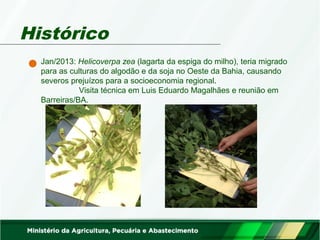 Histórico 
Jan/2013: Helicoverpa zea (lagarta da espiga do milho), teria migrado 
para as culturas do algodão e da soja no Oeste da Bahia, causando 
severos prejuízos para a socioeconomia regional. 
Visita técnica em Luis Eduardo Magalhães e reunião em 
Barreiras/BA. 
 